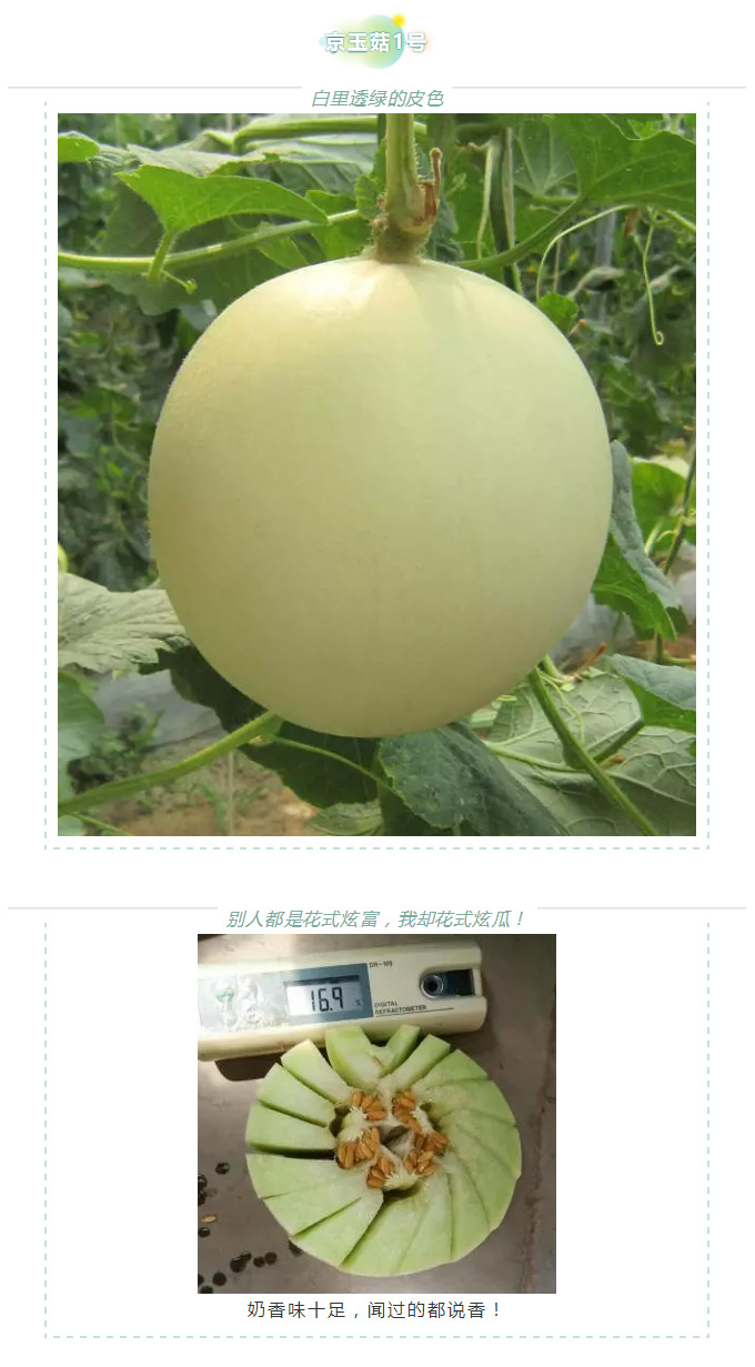 瓜香引人，效益留人——京玉系列_05.jpg