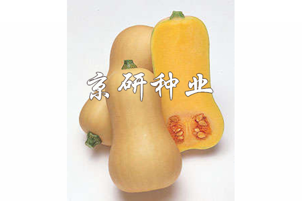 黃油1號南瓜