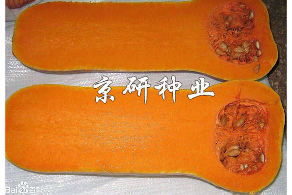 黃油2號南瓜