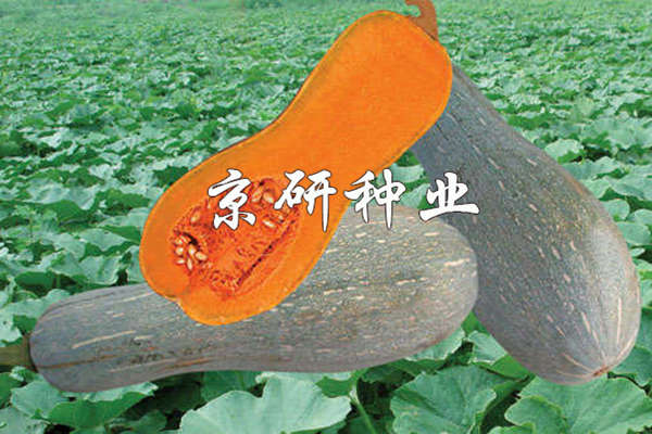 甜蜜2號