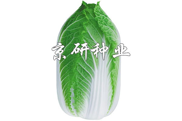 京春黃3號(hào)