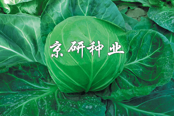 寶藍(lán)1號