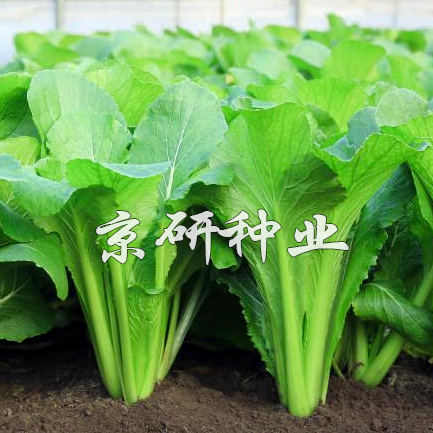 綠快6號(hào)