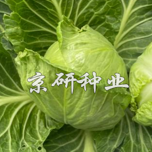寶藍(lán)4號