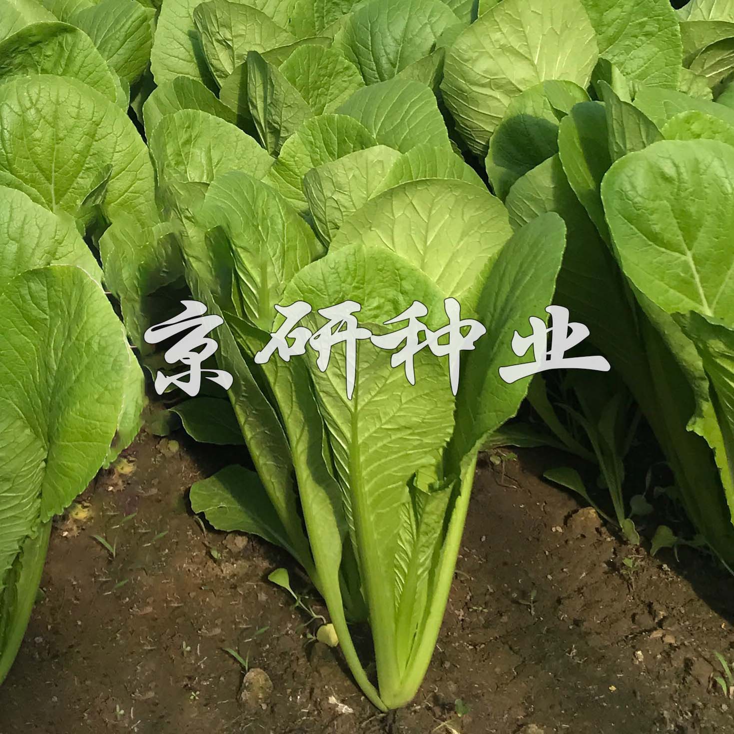 綠快5號(hào)