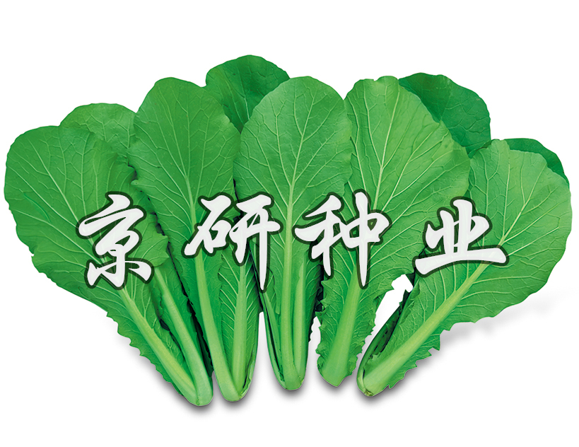 綠快4號(hào)