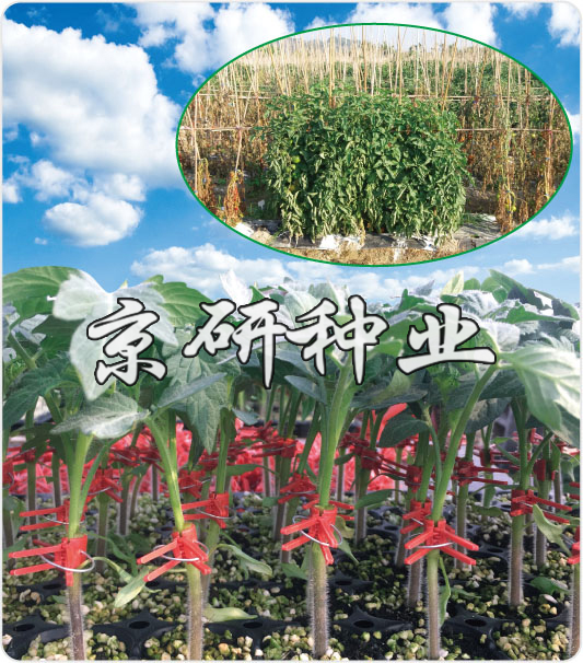 京番砧愛1號(hào)
